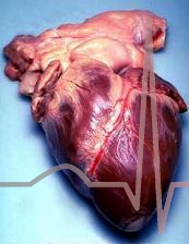 heart2