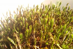 moss