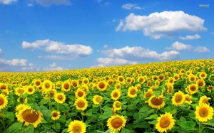 flower-wallpapers-sunflower-field-wallpaper-32260